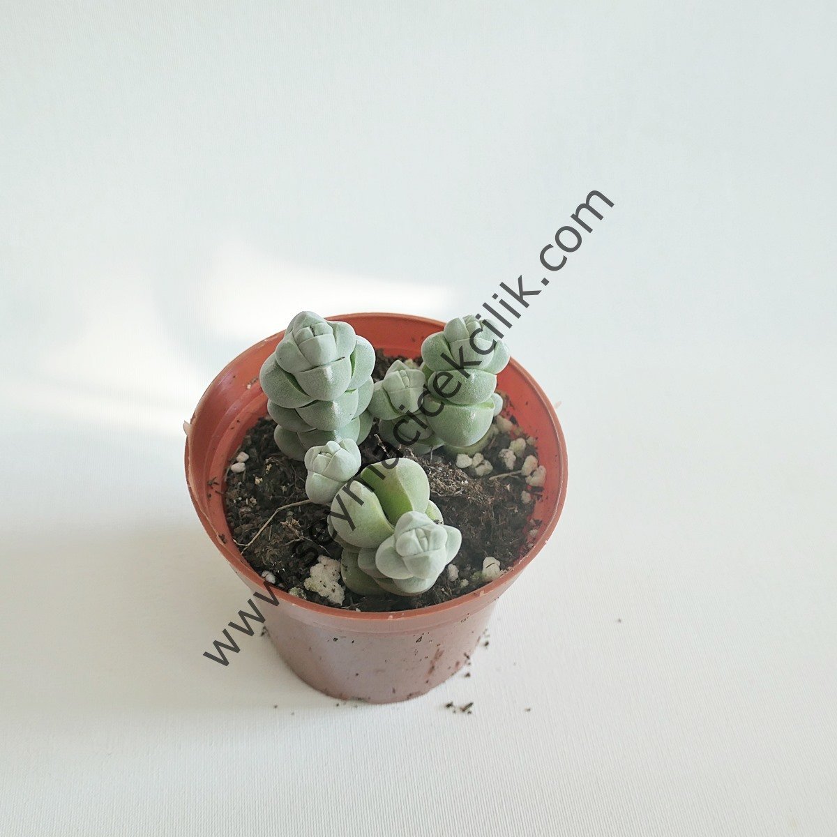 Crassula Arta