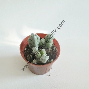 Crassula Arta