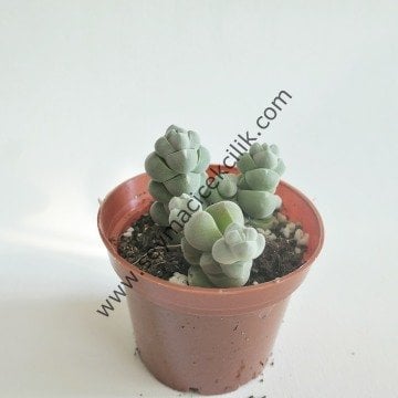 Crassula Arta