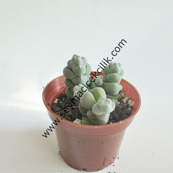 Crassula Arta