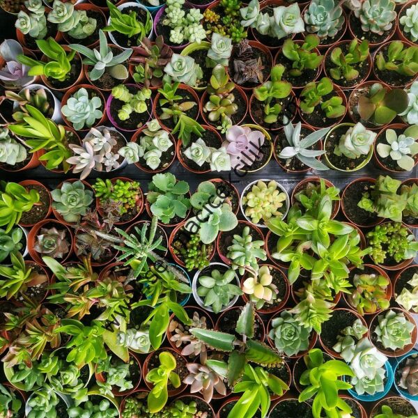 Nikah Şekeri Bitkileri -100 adet