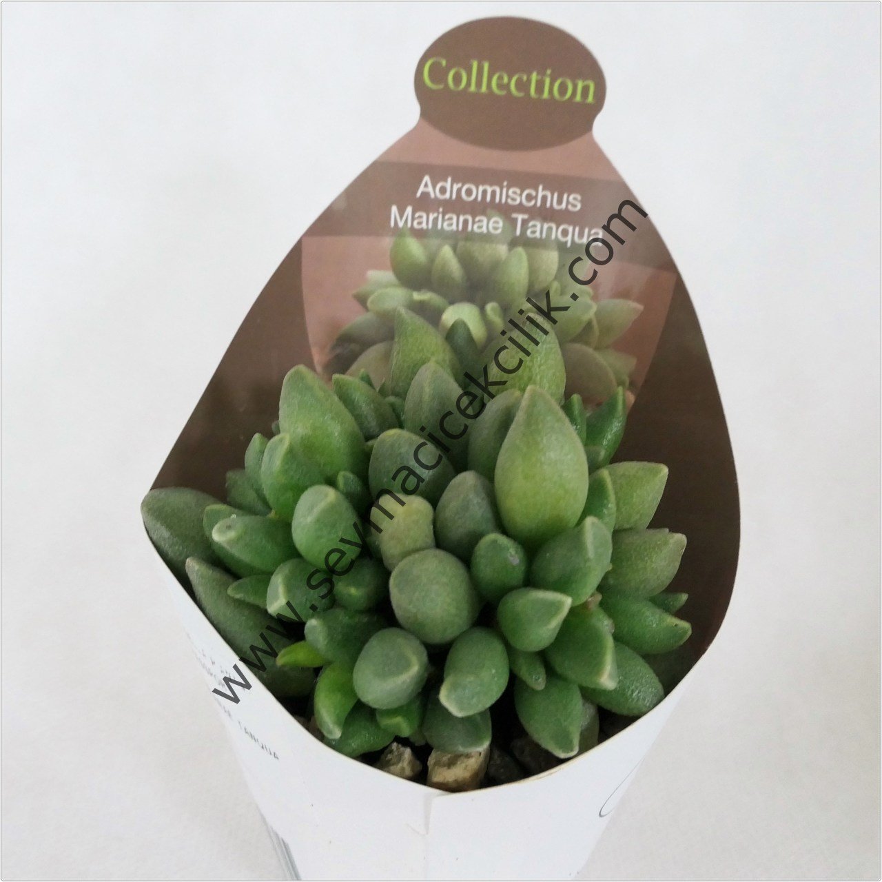 Adromischus Marianae Tanqua