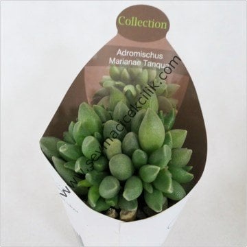 Adromischus Marianae Tanqua