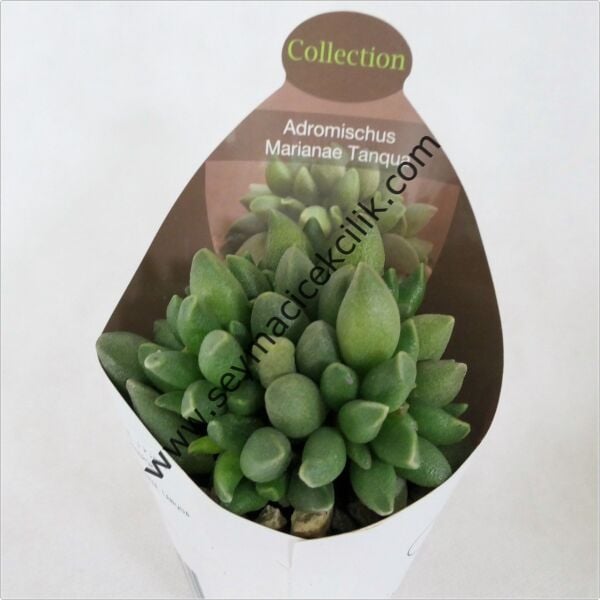 Adromischus Marianae Tanqua