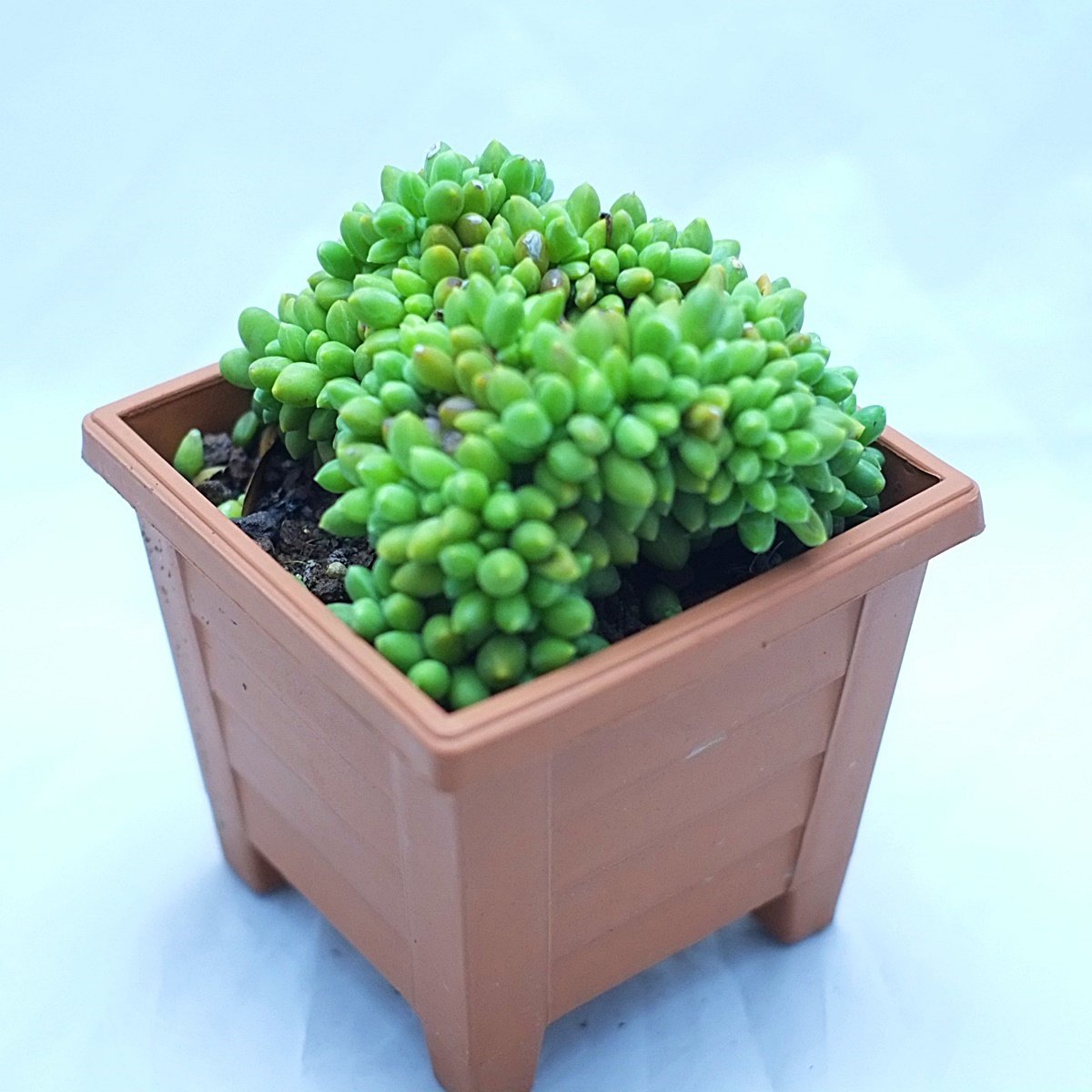 Pachyphytum Compactum Cristata