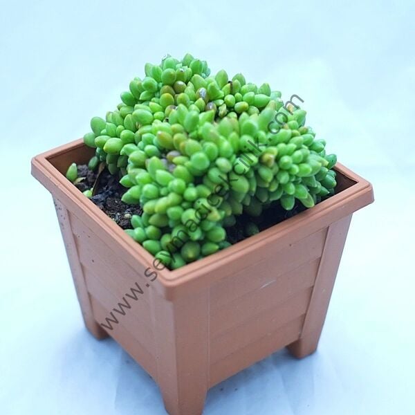 Pachyphytum Compactum Cristata