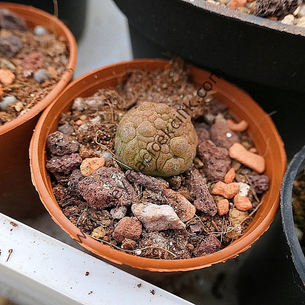 Pseudolithos Migiurtinus