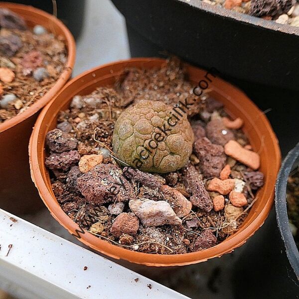 Pseudolithos Migiurtinus