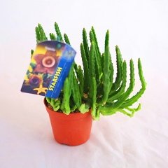 Stapelia Starfısh 5,5 cm lik saksıda