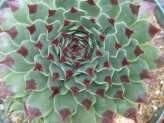 Sempervivum Sir William Lawrence