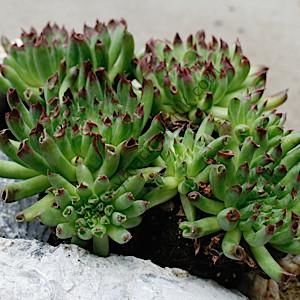 Sempervivum Oddity
