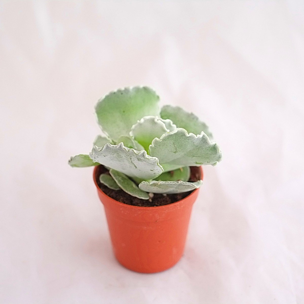 Cotyledon Undulata 5,5 cm