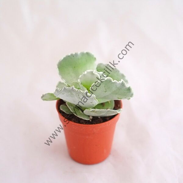 Cotyledon Undulata 5,5 cm