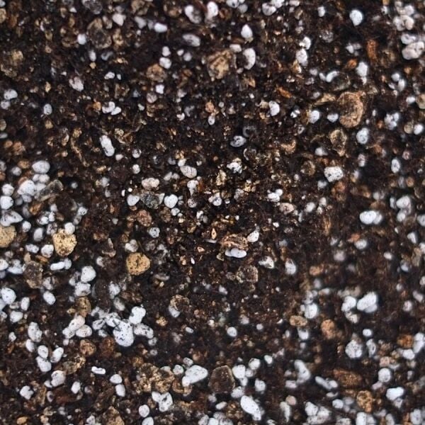 Şeyma Çiçekçilik  Menekse Toprağı 2 litre