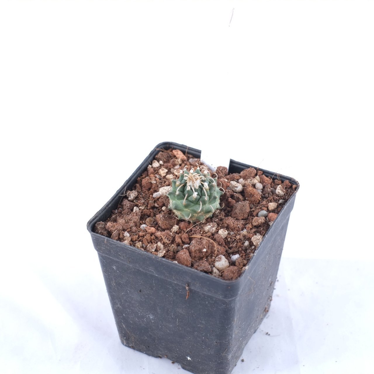 Turbinicarpus Panarottoi