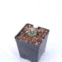 Turbinicarpus Panarottoi