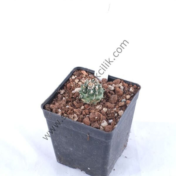 Turbinicarpus Panarottoi