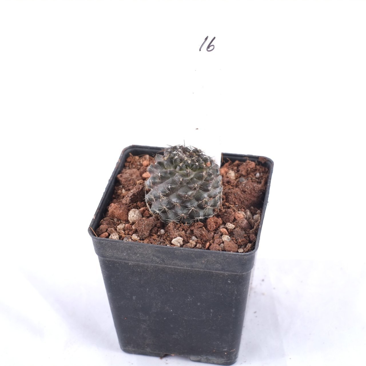 Copiapoa Humilis