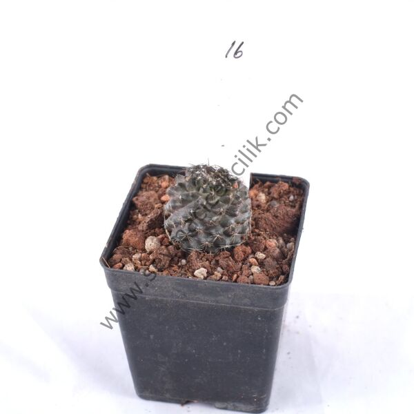 Copiapoa Humilis