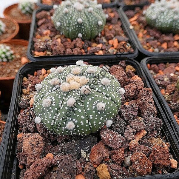 Astrophytum Asterias