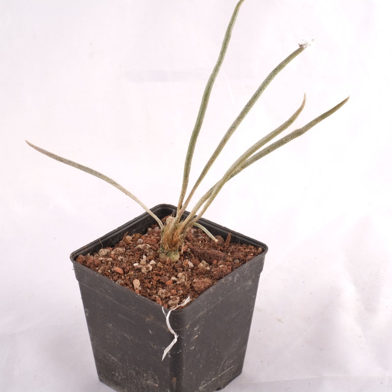 Astrophytum Caput Medusa