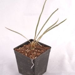 Astrophytum Caput Medusa