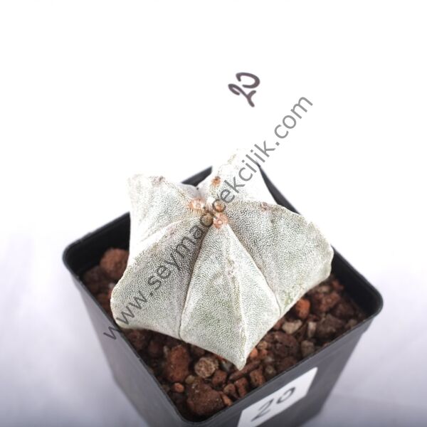 Astrophytum Myriostigma