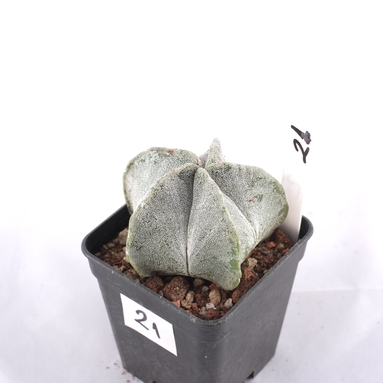 Astrophytum Myriostigma v. Juamavense