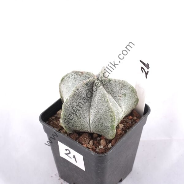 Astrophytum Myriostigma v. Juamavense