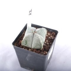 Astrophytum Myriostigma v. Quadricostatum