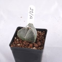 Astrophytum Myriostigma v. Tricostatum