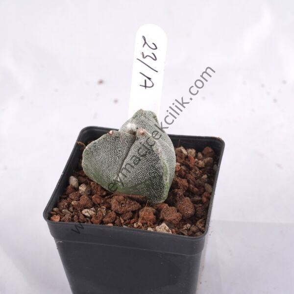 Astrophytum Myriostigma v. Tricostatum
