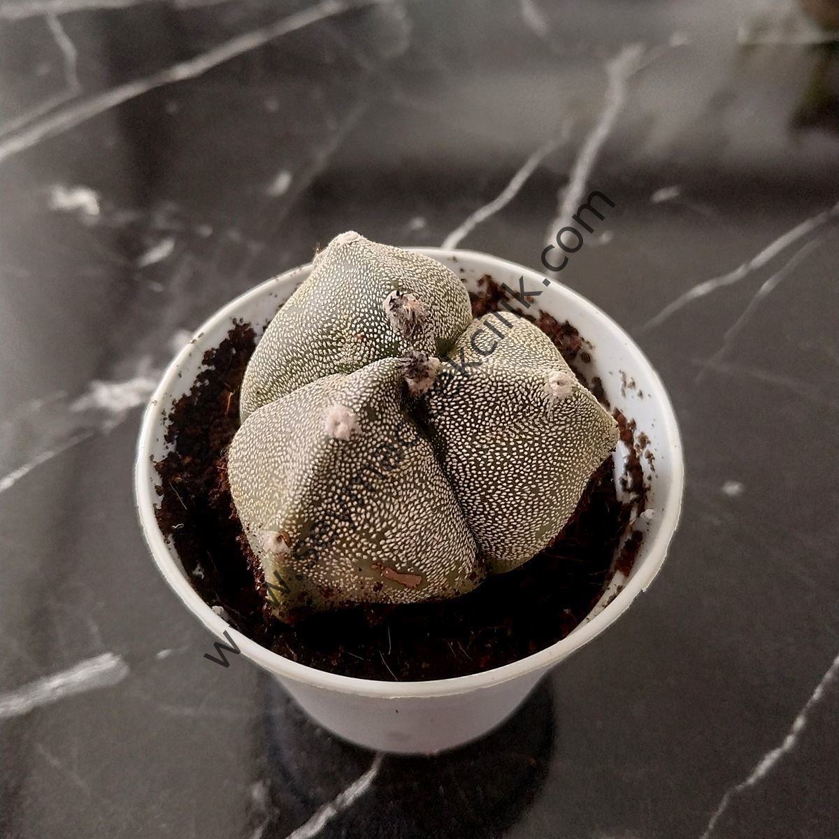 Astrophytum Myriostigma v. Tricostatum