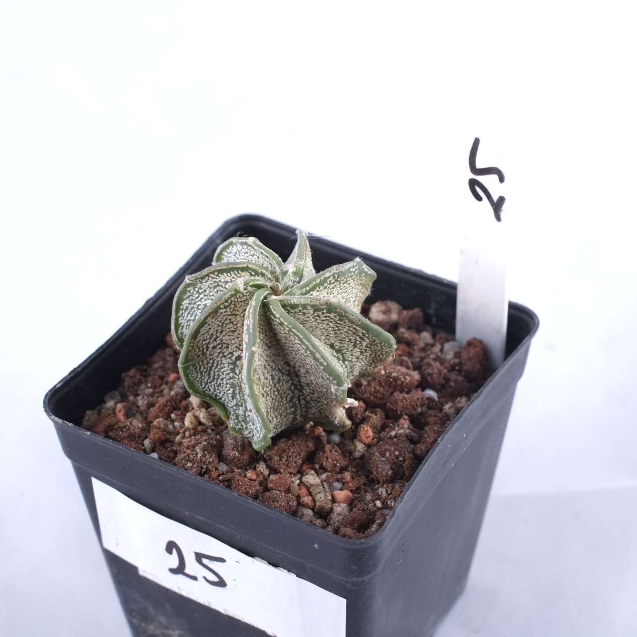 Astrophytum Niveum