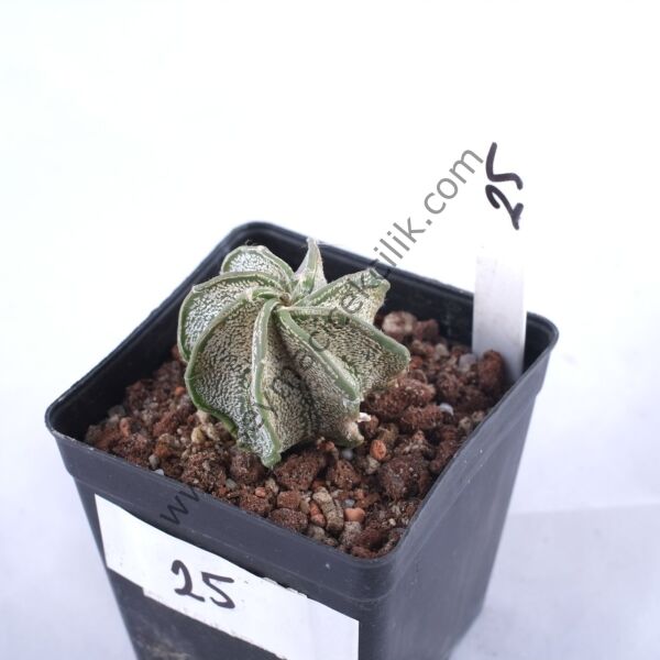 Astrophytum Niveum