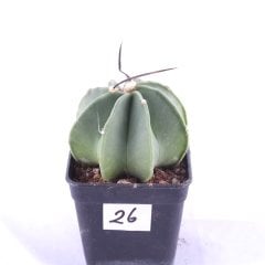 Astrophytum Niveum v. Nudum