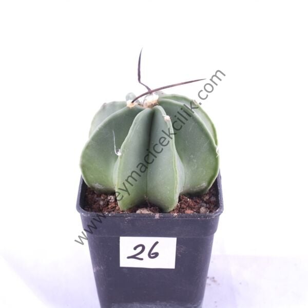 Astrophytum Niveum v. Nudum