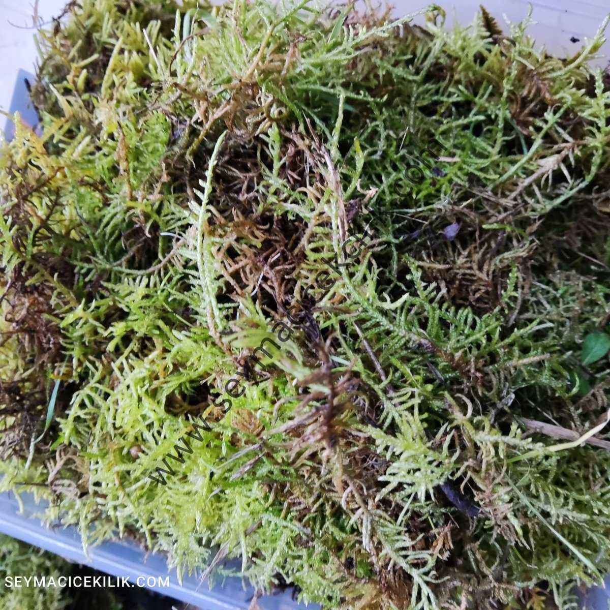 Sphagnum Moss- Sphagnum Yosunu