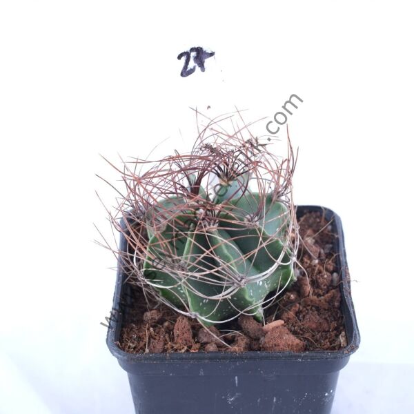 Astrophytum Senile