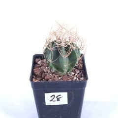 Astrophytum Senile v. Aureum