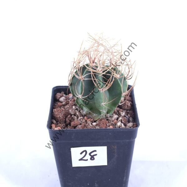 Astrophytum Senile v. Aureum