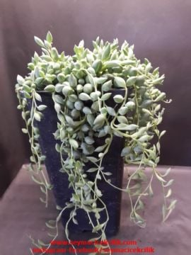 Senecio Herreianus