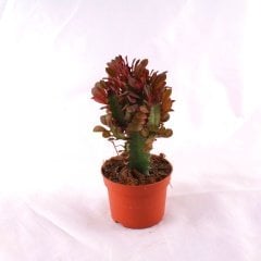 Euphorbia Trigona Royal Red
