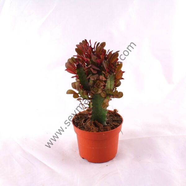 Euphorbia Trigona Royal Red