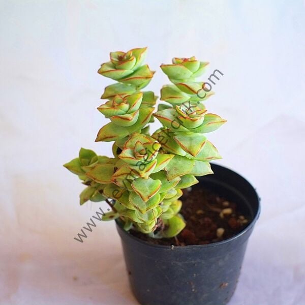 Crassula Perforata Giant Form