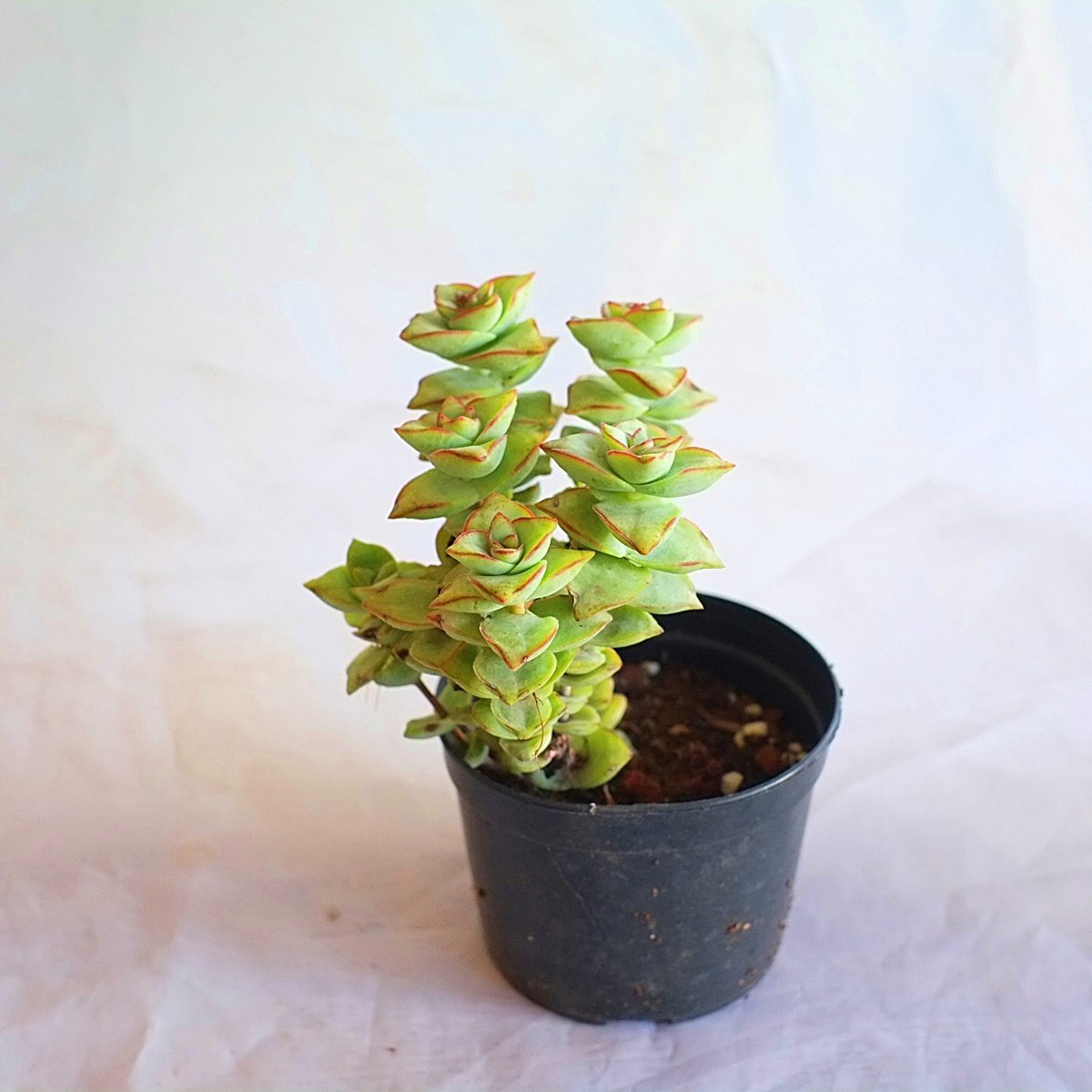 Crassula Perforata Giant Form