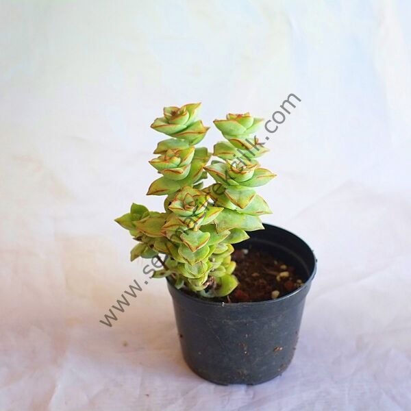 Crassula Perforata Giant Form