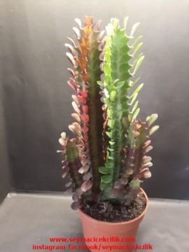 Euphorbia Trigona Royal Red ssp.