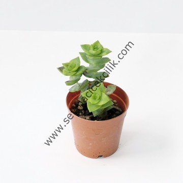 Crassula Perforata