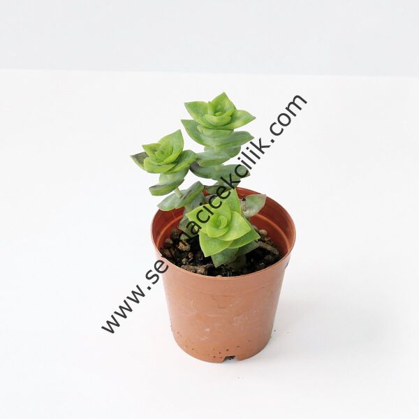 Crassula Perforata